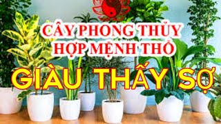 #26 NGƯỜI MỆNH THỔ Chắc Chắn Đổi Đời, GIÀU SANG PHÚ QUÝ,Khi Trồng Những Cây Này