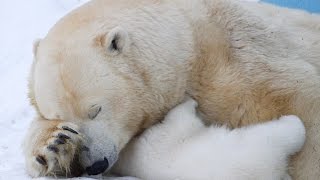 Berlin zoo's Fritz the polar bear cub dies at 4 months old | Polar bear cub waves at German zoo