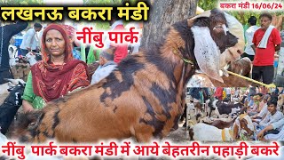 नींबु पार्क बकरा मंडी में आये बेहतरीन पहाड़ी बकरे |16/06/24 |Bakra Mandi Lucknow