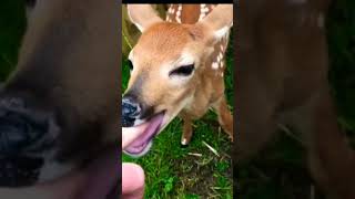 Very cute little deer #animal #cute #shorts