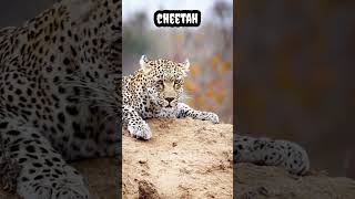 Jaguar #shorts #viral #trending