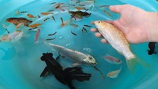 Black Moor Goldfish Cute Fish Ranchu Tiger Barb Betta Molly Guppy Angelfish Carp animals Video P1031