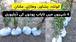 Unique Fruit Plants Deliver To Quetta, Peshawar, Multan, Wehari | Rare Garden