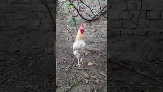 Desi Murga 🐓 HD  🐓