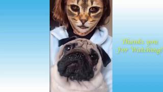 TOP collection of funny and fun Pets