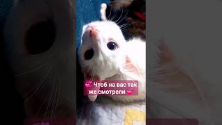 💞 Всем ЛЮБВИИИИ 💞 #mycat #14февраля #любовь