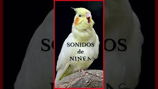 SONIDOS de NINFAS (Versión Shorts)  🐦🎶🔊