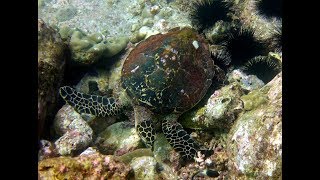 Seychelles - Diving Praslin - Booby Rock