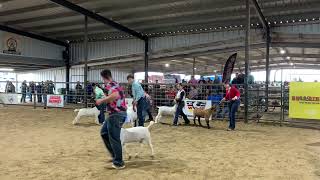 Team GCP- 2024 Cameron County Market Goats Division 2 Drive 02/16/24