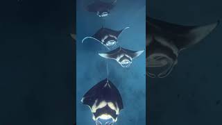 Diving with Mantas