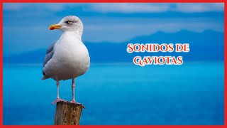 SONIDOS de GAVIOTAS (50 minutos) 🐦🎶🔊