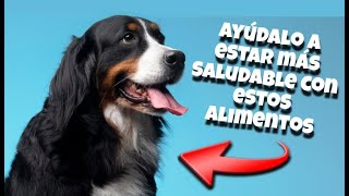 Consiente a tu mejor amigo: 5 alimentos que mantendrán a tu mascota saludable