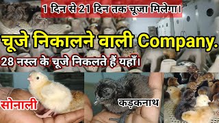 Hatchery Tour. चिक्स निकालने वाली कंपनी । Sonali, Kadaknath, ffg, Rir, Aseel,Desi murgi Palan.Eggs.