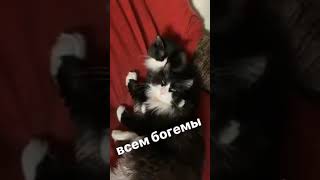 поцелуй мамочки-2 #cat #котики