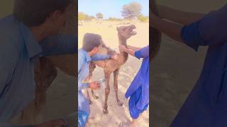 Camel.Baby Treat #viral #camellife #angry #foryou #animals #funny #shorts #subscribe