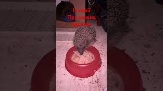 Їжачки сарайні🦔🦔🦔 . Ставте їжачкам лайк та підписку 👍👍👍