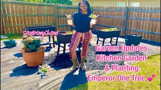 BACKYARD KITCHEN GARDEN UPDATES | & PLANTING EMPEROR ONE TREE