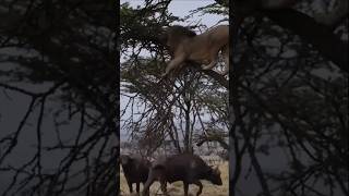 Buffalo fight back lion|#wildlife #shorts#animals