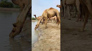 Camels are drinking water #shorts