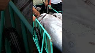 487kg Super Giant Bluefin Tuna Expertly Dissected with Cutting Skill in Just 1 Minutes