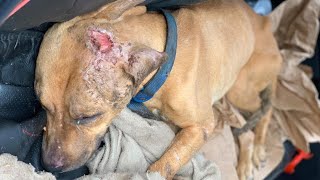 Dying bait dog finds himself in the hands of angels