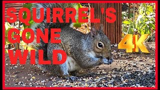 Cat TV Dog TV 4k Chipmunks , Squirrels and Birds #cattv #squirrel