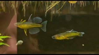 Pseudomugil Gertrudae courtship #shorts