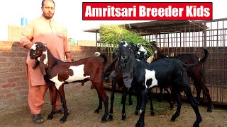 Amritsari Breeder Kids Of Top Bloodlines Lahore 2024 | Bakra Mandi