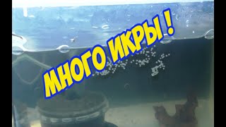 Много икры! Нерест коридорасов и личинка данио.