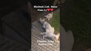 MashaAllah Mano Family❤ 🐈🐈🐱🐱