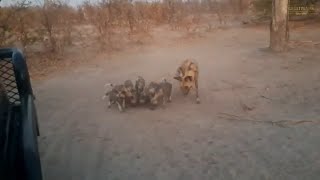 Adorable Wild Dog Puppies | Great Plains Conservation