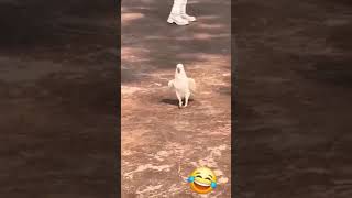 Dancing Cockatoo Has Moves!