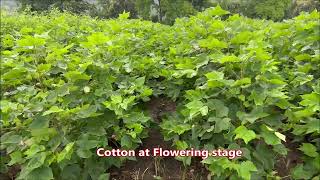 Raised Bed technology in Cotton