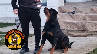 Rottweiler 🐾 Control fara lesa si zgarda | Partea 1