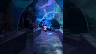 Sea Life Ocean World Bangkok 🇹🇭 Siam Paragon Mall #thailand #oceanworld #solotravel #travelvlog