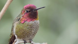 The Joy of Birdwatching - Bird Academy