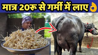 गाय भैंस को हीट में लाने का No1देसी फार्मूला|Heat Problem Solution in Dairy Farm india