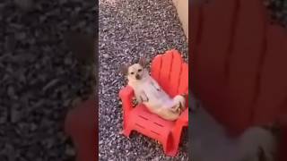 Funny Animals #funny #animals #dog #birds #funniest #dogs #funniest #funnyshorts #funnyvideo #shorts