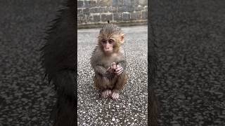 Redemption in the Rain #love #animallover #story #monkey