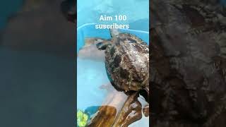 My pet Asian leaf turtle.(shorts)