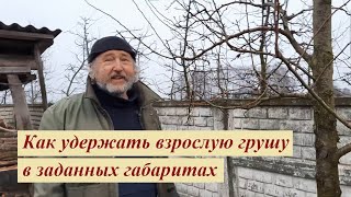 Как обрезкой удержать грушу в заданных габаритах