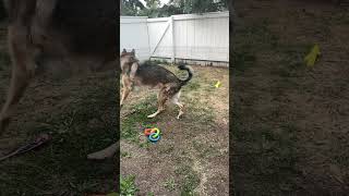 Charlie plays fetch #shorts #germanshepherdpuppy #viraldogsvideos #cutedogs #1kviews #subscribe