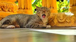 Handsome cat in the pagoda very sleepy after food at noon