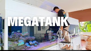 PARAH‼️UPDATE MEGA TANK 4 METER KOK JADI GINI⁉️MASUK CORAL 2 BOX BARU❗