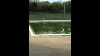 Ducklings Take A Dip In Westover Pool