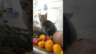 Дар осени- кот Василий#котики#село#урожай#ещетепло