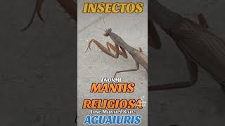 😰¡ENORME MANTIS RELIGIOSA! 😰