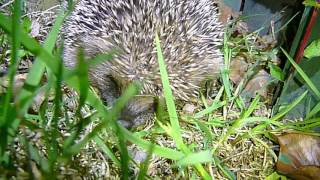 Tonight's baby hoglet.