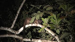 Small-Toothed Palm Civets Fruit-Foraging!