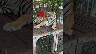 Tiger Park Phuket !! #shortfeed #shorts #trendingreels #viralvideo